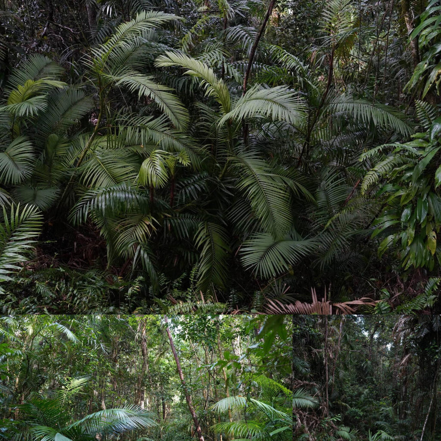 Australian Tropical Rainforest
