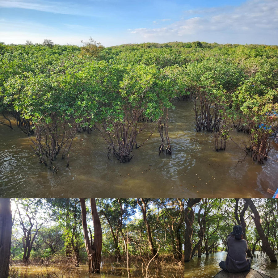 Flooded Mangrove Forest