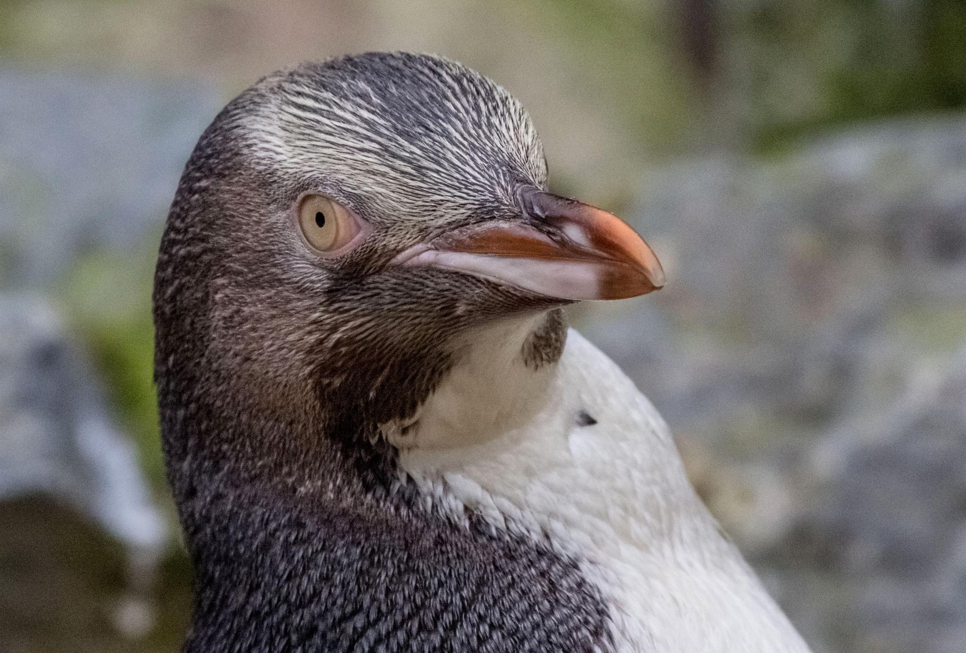 Yellow-Eyed Penguins