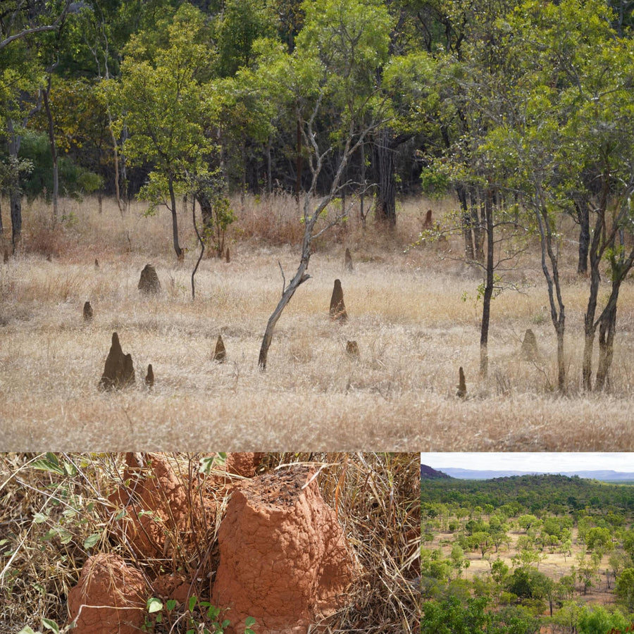 Small Termite Mounds Bush Forest