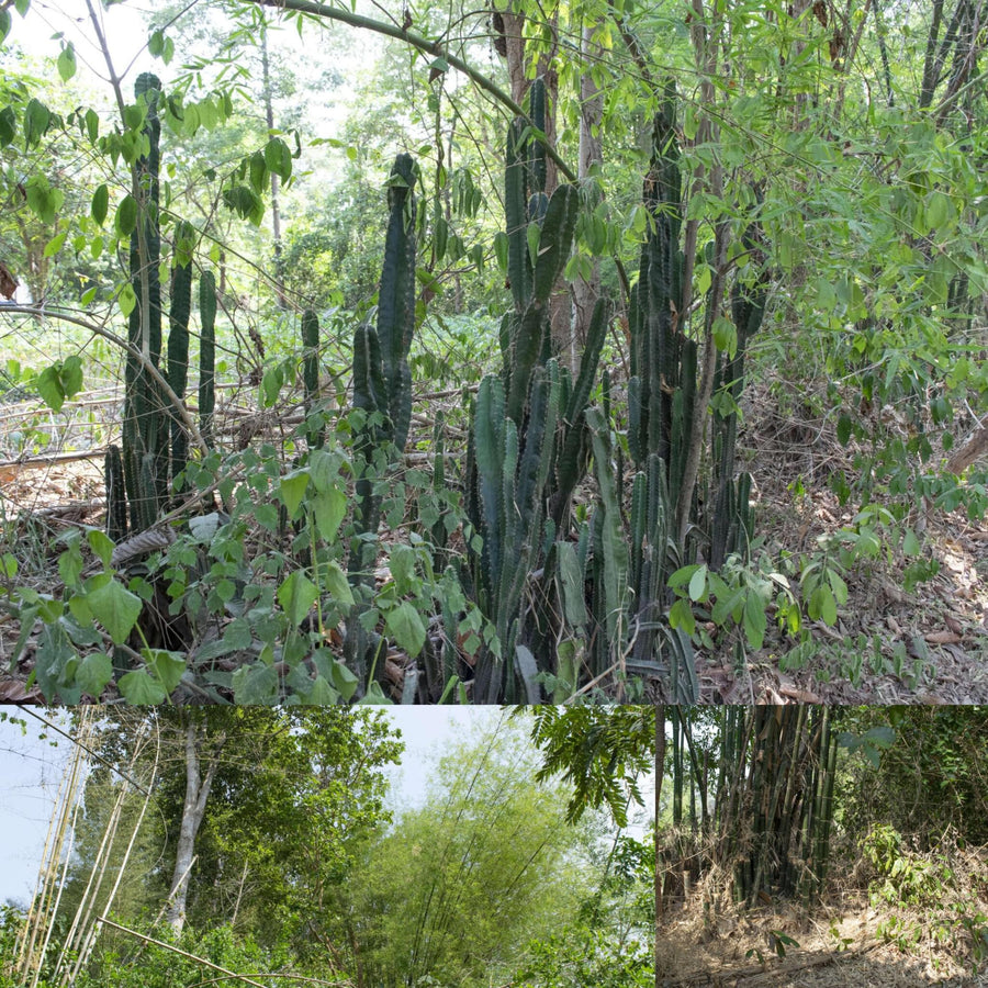 Southeast Asia Forest