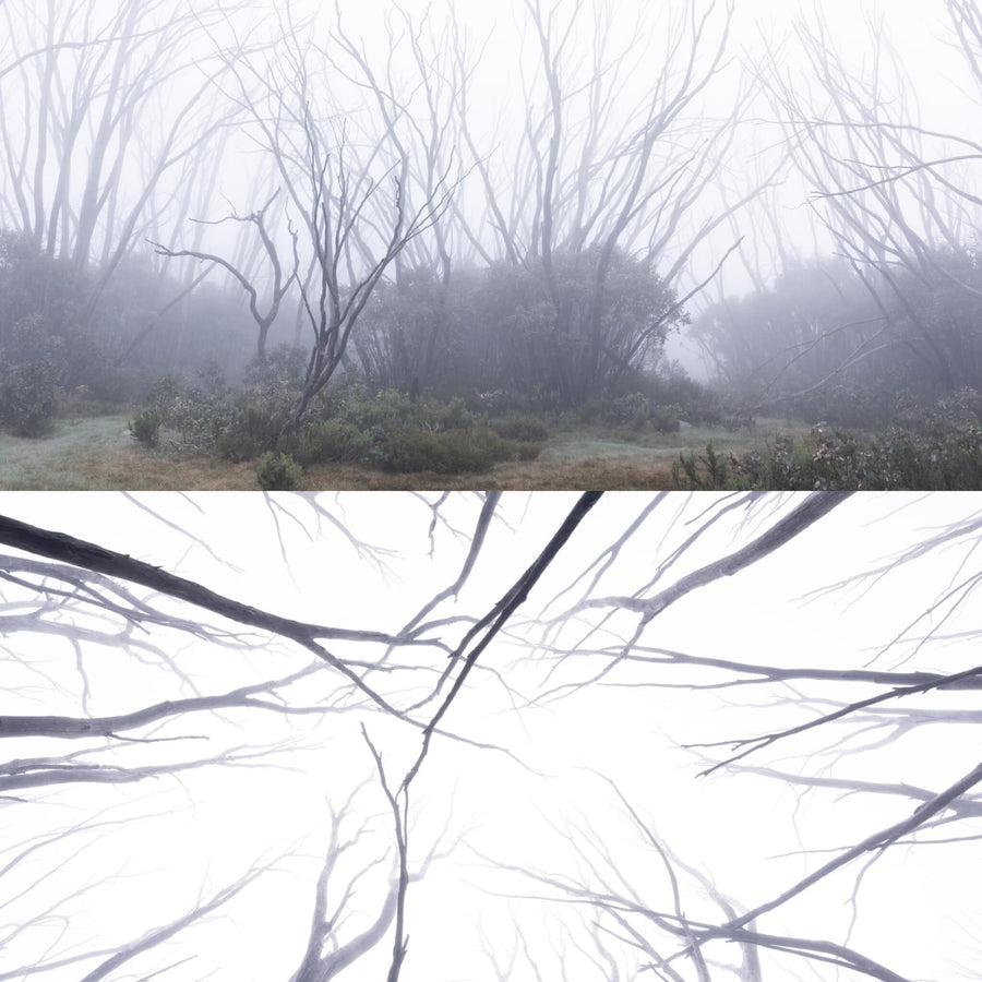 Foggy Trees