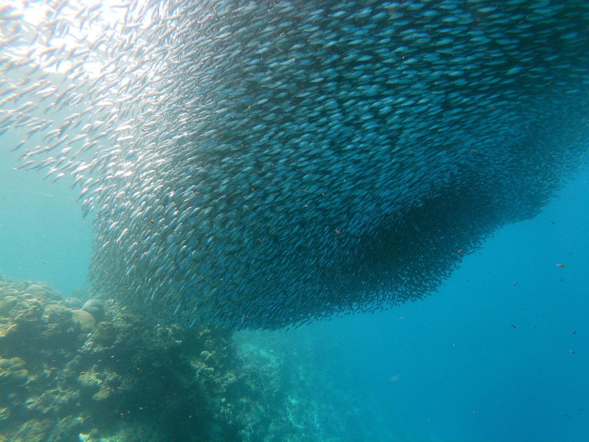 Sardines Fish Clouds