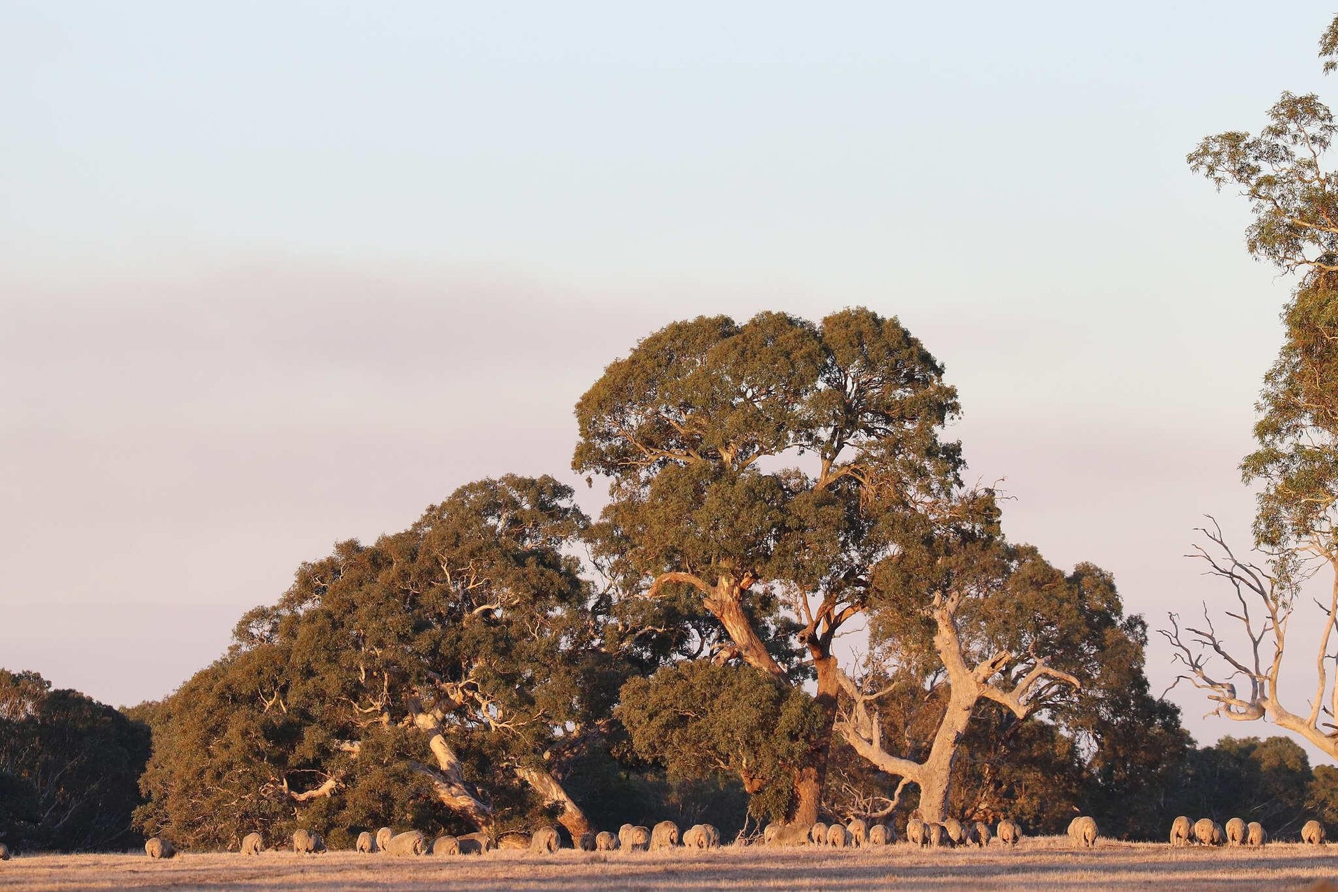 Eucalyptus Trees