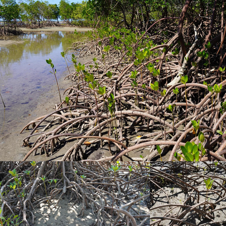 Mangrove Coastal Forest