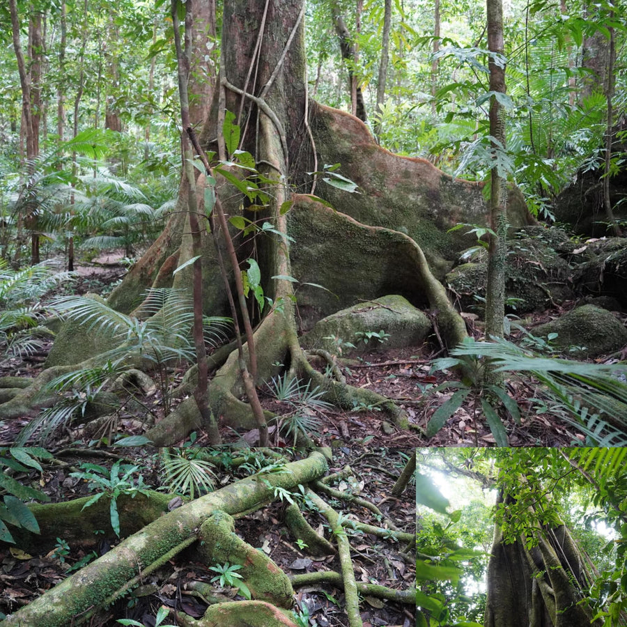 Large Tropical Trees Forest