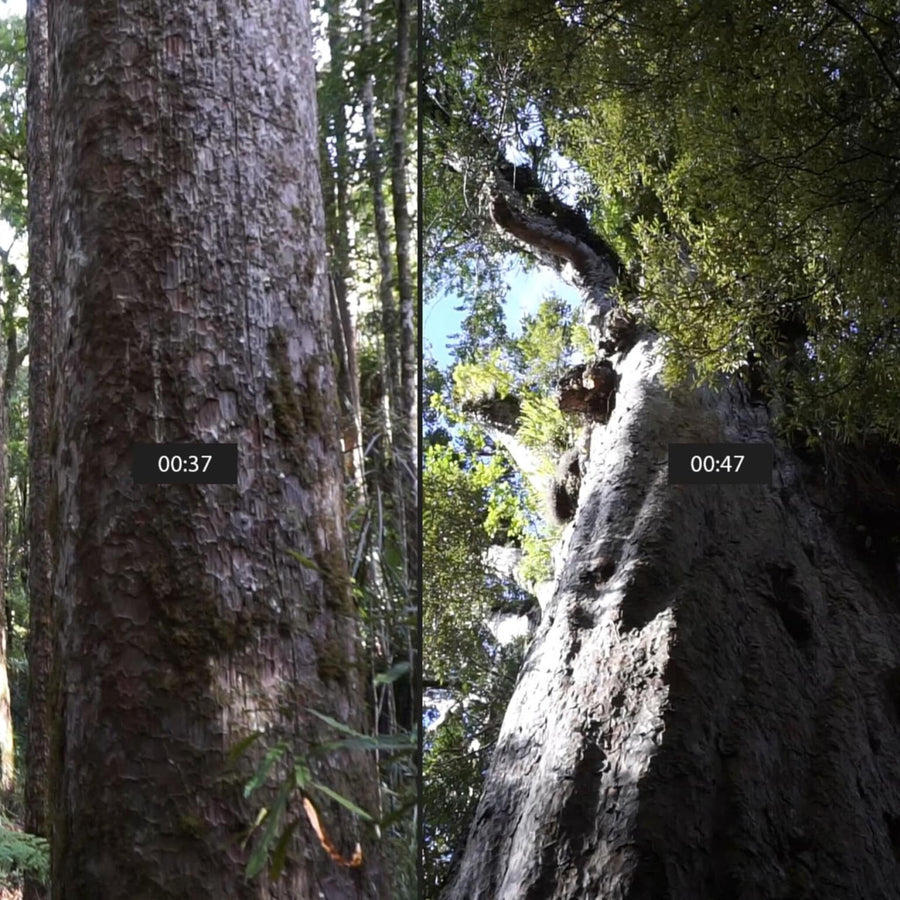 Giant Kauri Trees Forest