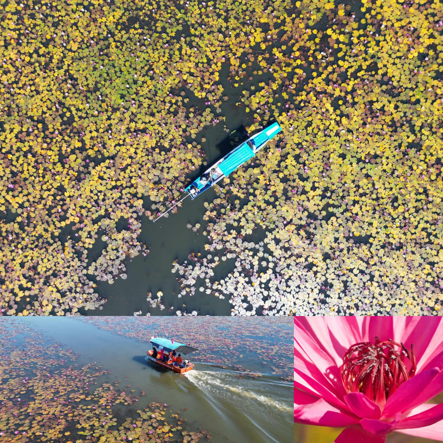 Pink Lotus Lake Aerial