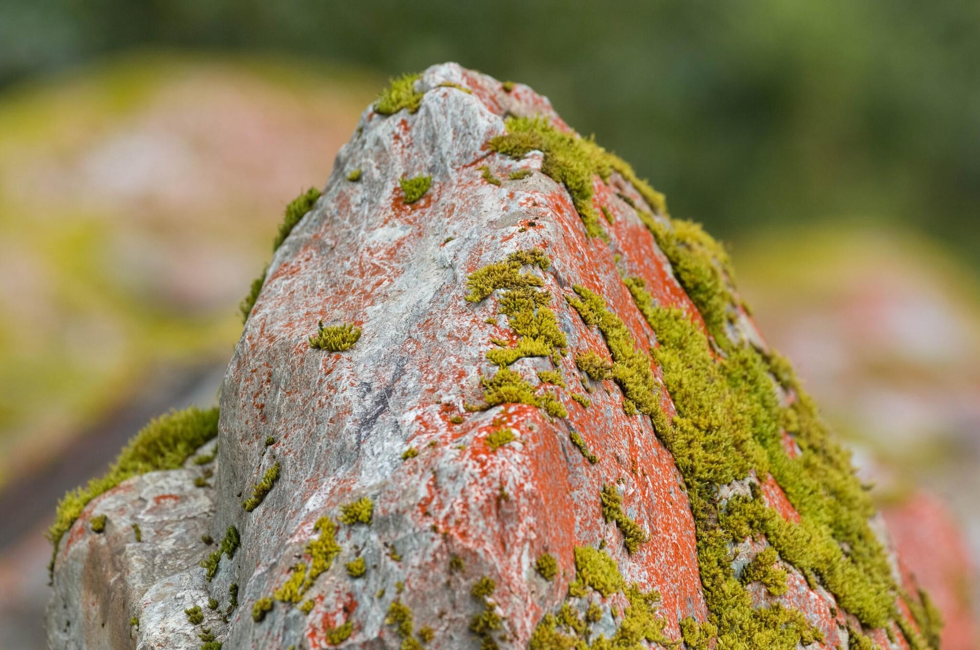 Red and Green Mossy Rock Valley