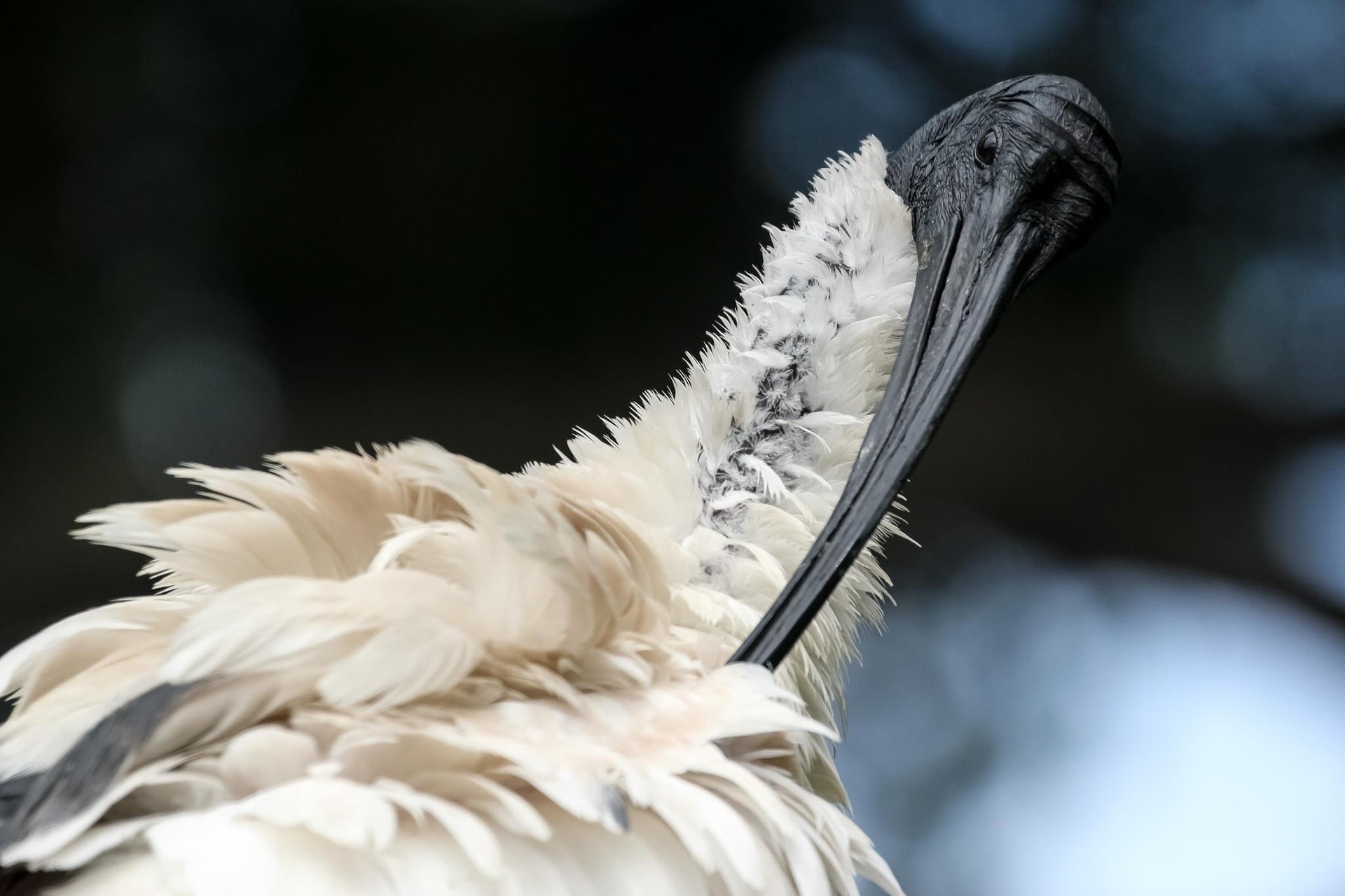 Australian White Ibis