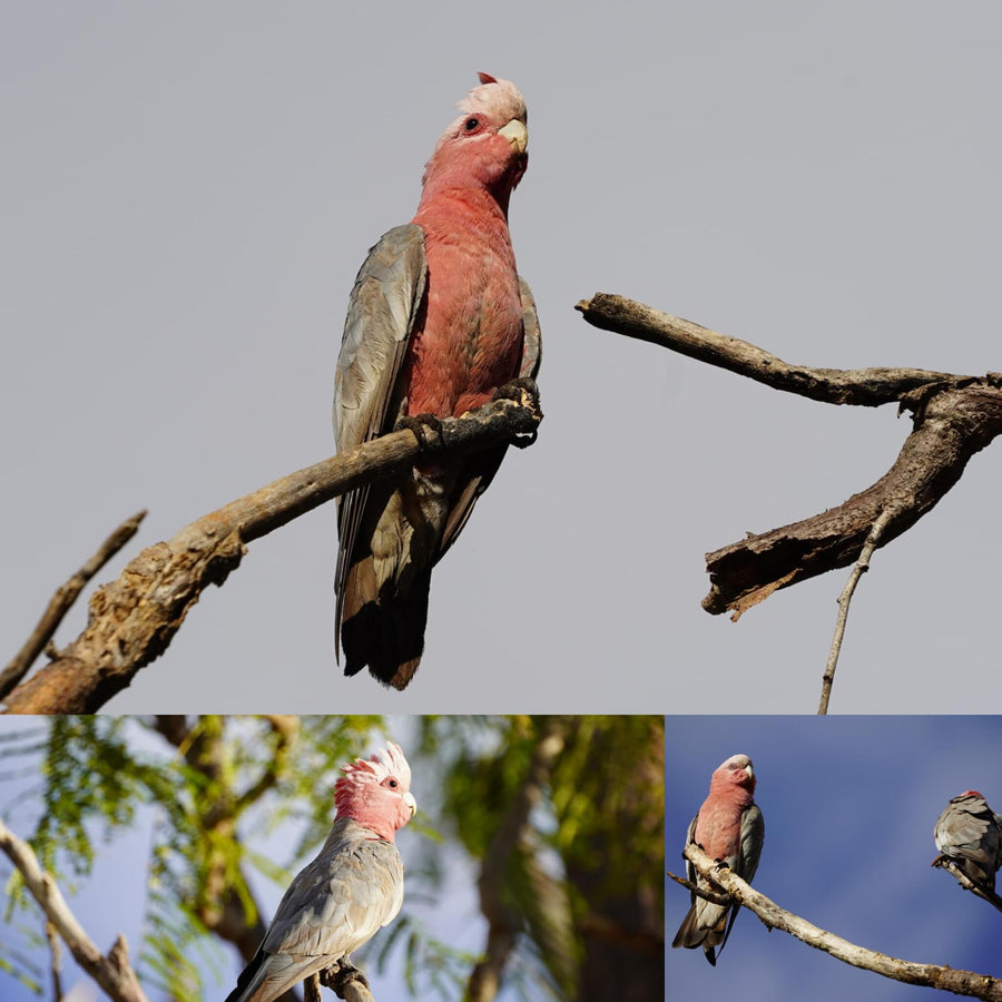Galah Cockatoo Parrots