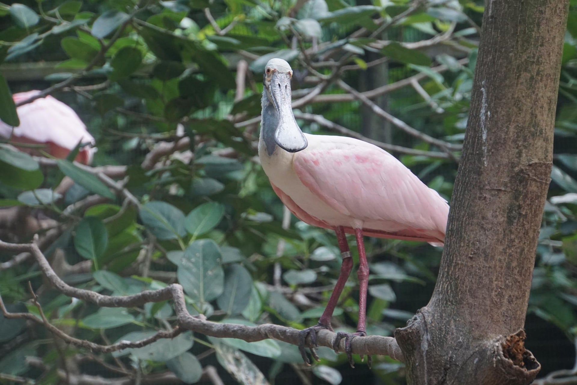 Spoonbills