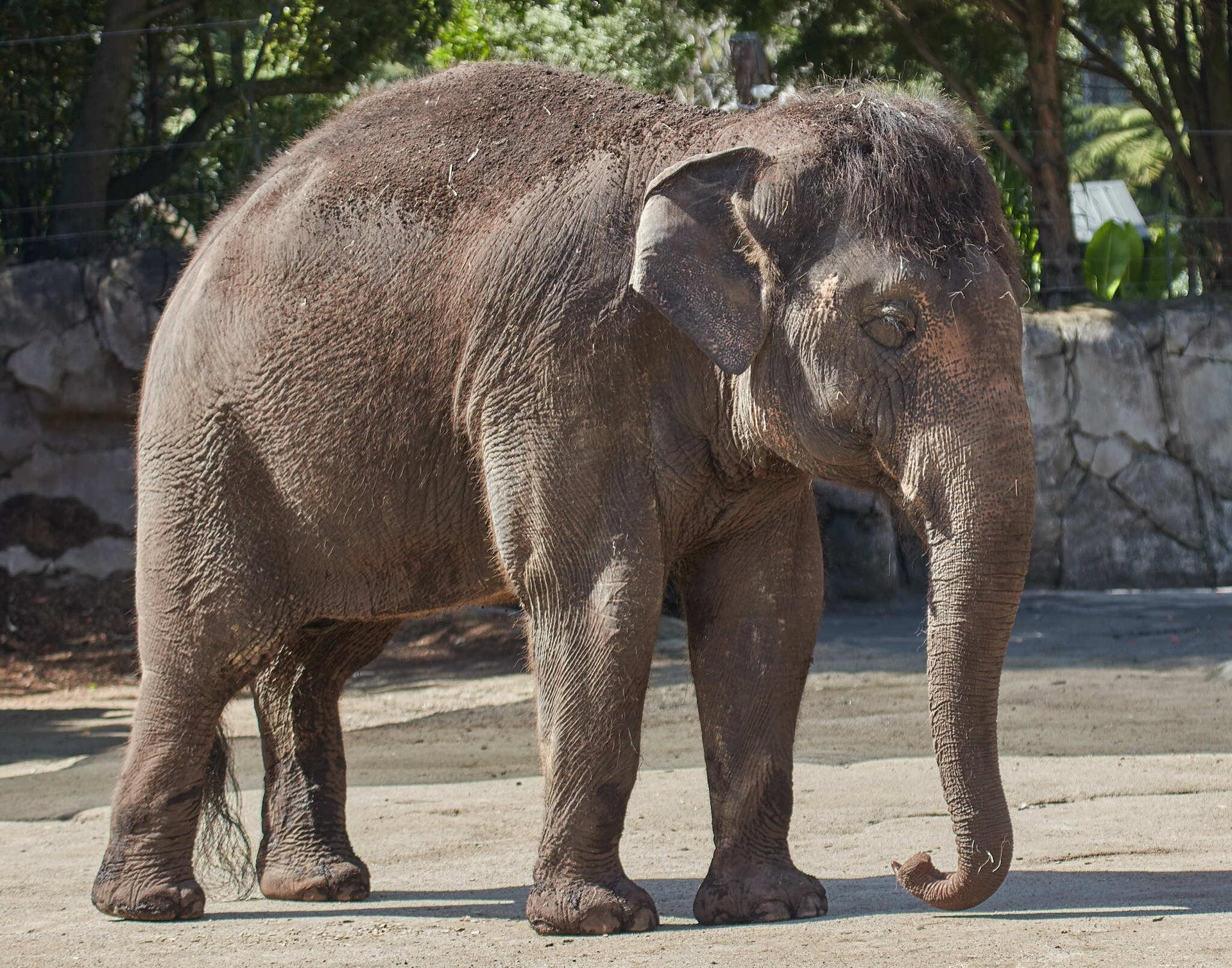 Indian Elephants