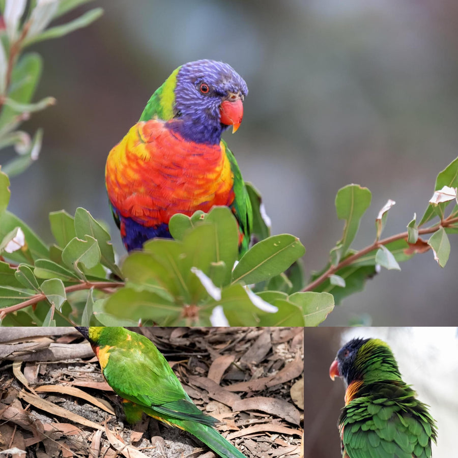 Rainbow Lorikeets Parrot